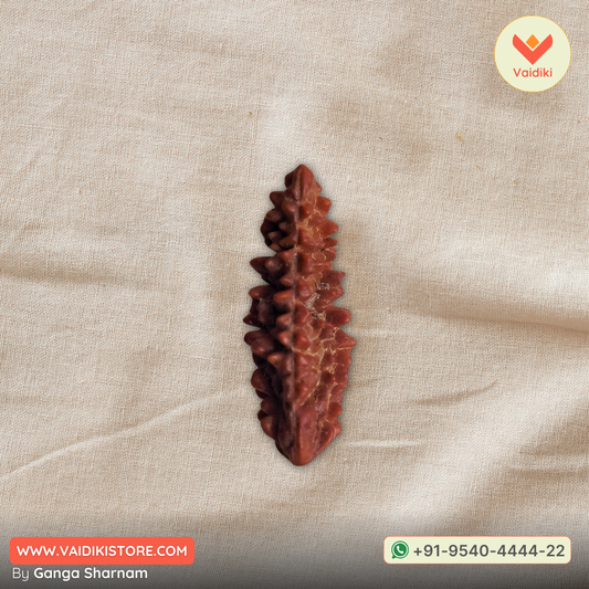 Navigating the Mystical World of 1 Mukhi Nepali Rudraksha Gol Dana: A Comprehensive Guide to Identifying Authentic Beads Amidst Online Scams
