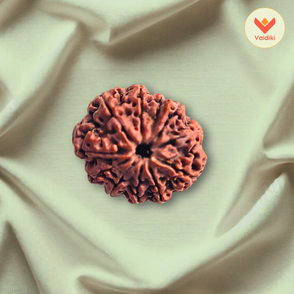 11 Mukhi Rudraksha Bead Nepal Origin - Reduce Stress, Boost Confidence