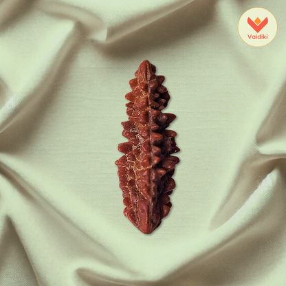 1 Mukhi Rudraksha Bead - For Spiritual Liberation & Enlightenment