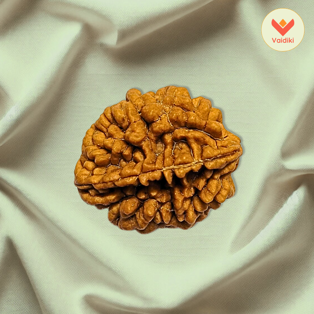 2 Mukhi Himalayan Rudraksha (Big Size)- Emotional & Relationship Harmony