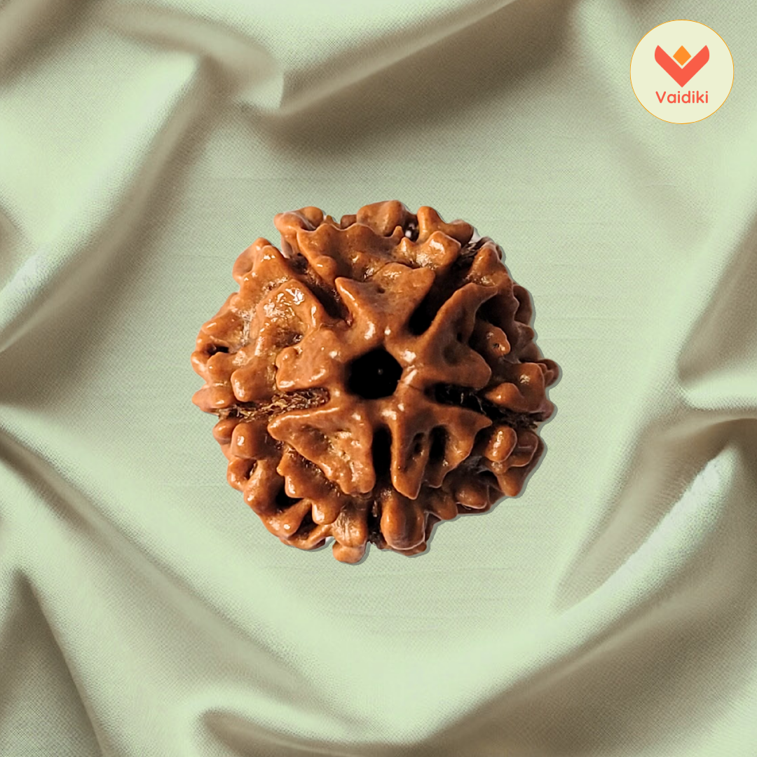 Natural 5 Mukhi Rudraksha Bead – For Protection, Balance, And Growth
