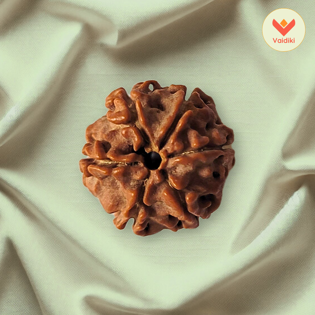 Natural 6 Mukhi Rudraksha Bead – For Strength, Willpower, Physical Health