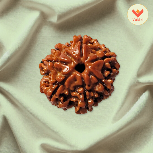 7 Mukhi Rudraksha Bead (Nepal Origin) - Reduces Negative Effects Of Shani