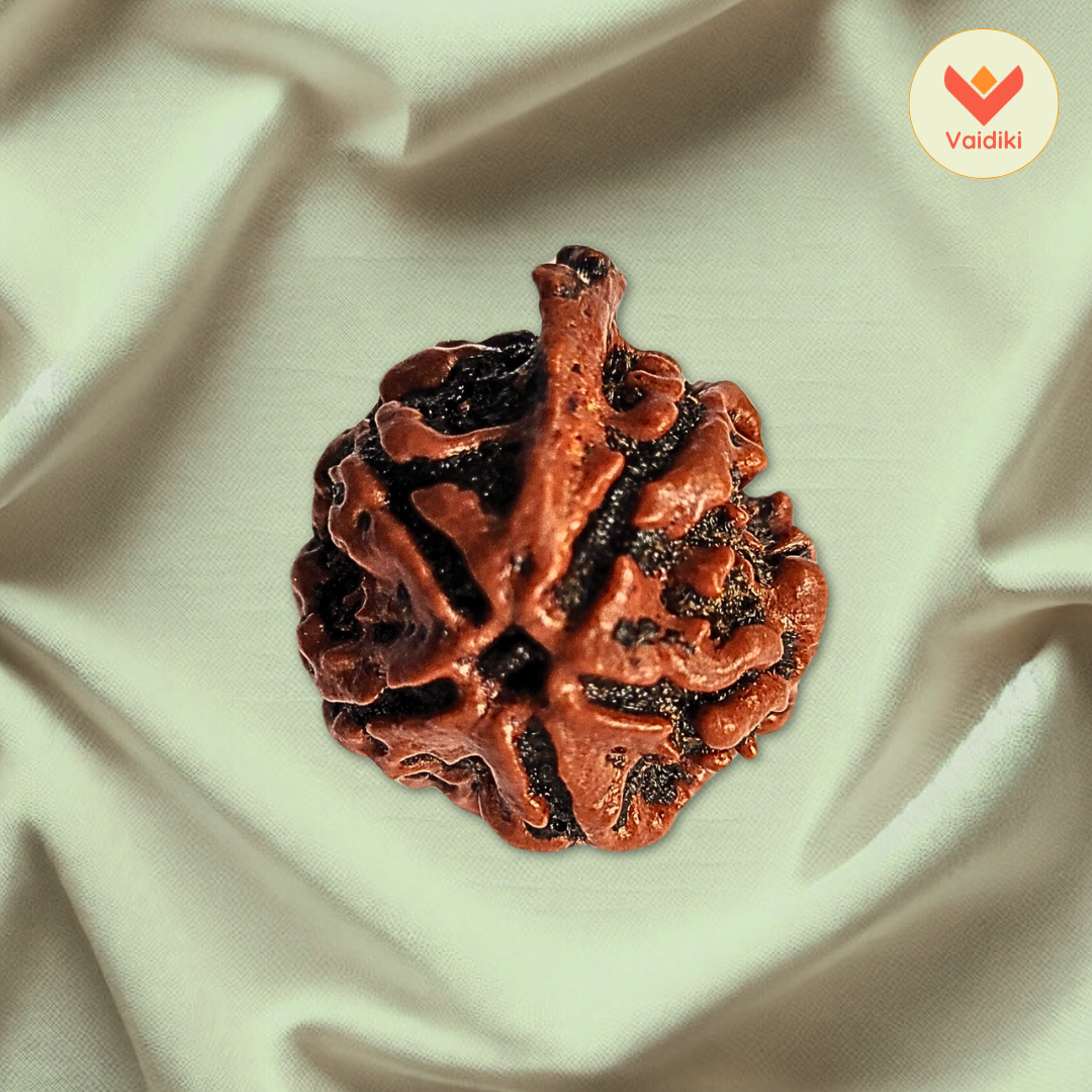 Ganesha 5 Mukhi Rudraksha (Nepal Origin) For Inner Peace