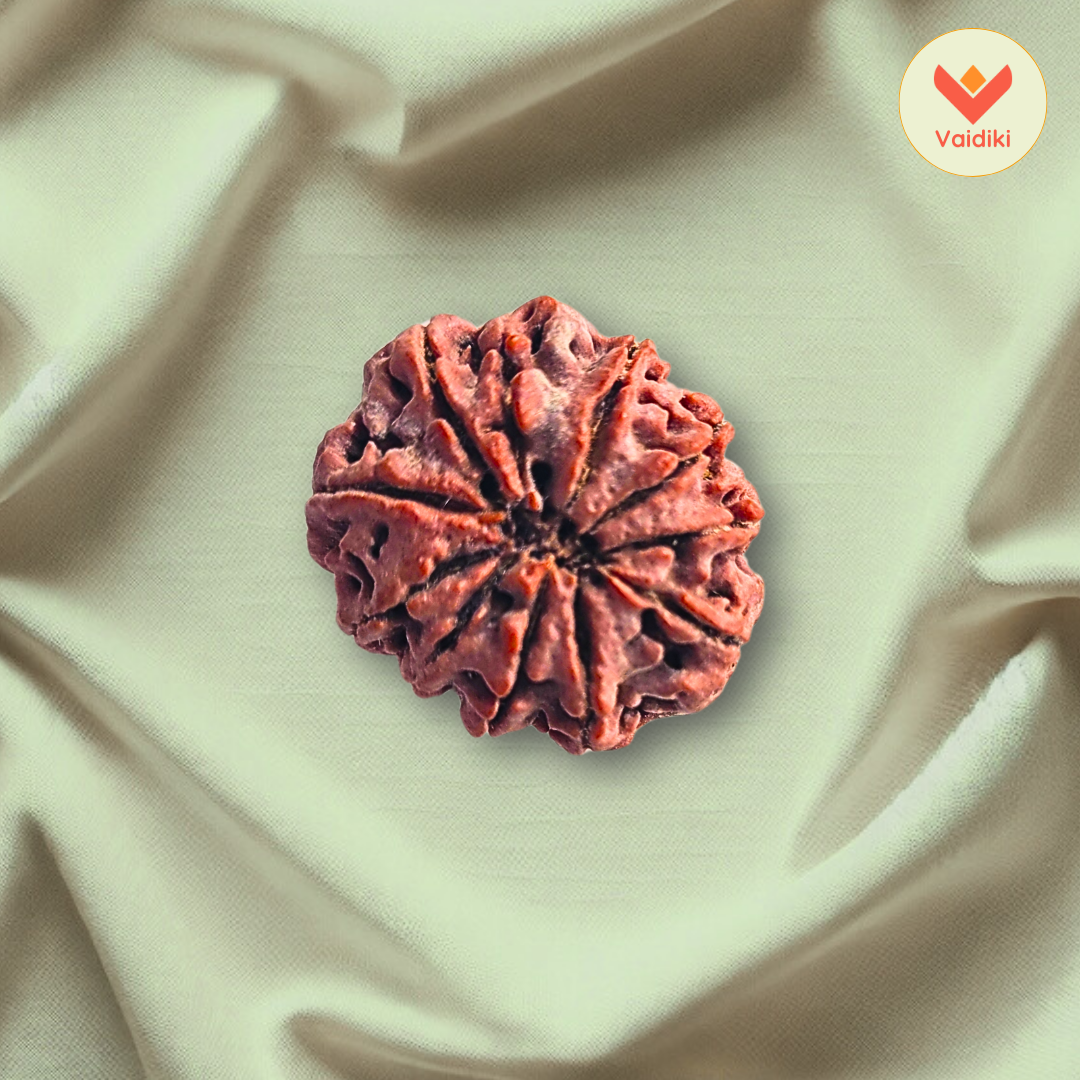 11 Mukhi Rudraksha Bead Nepal Origin - Reduce Stress, Boost Confidence