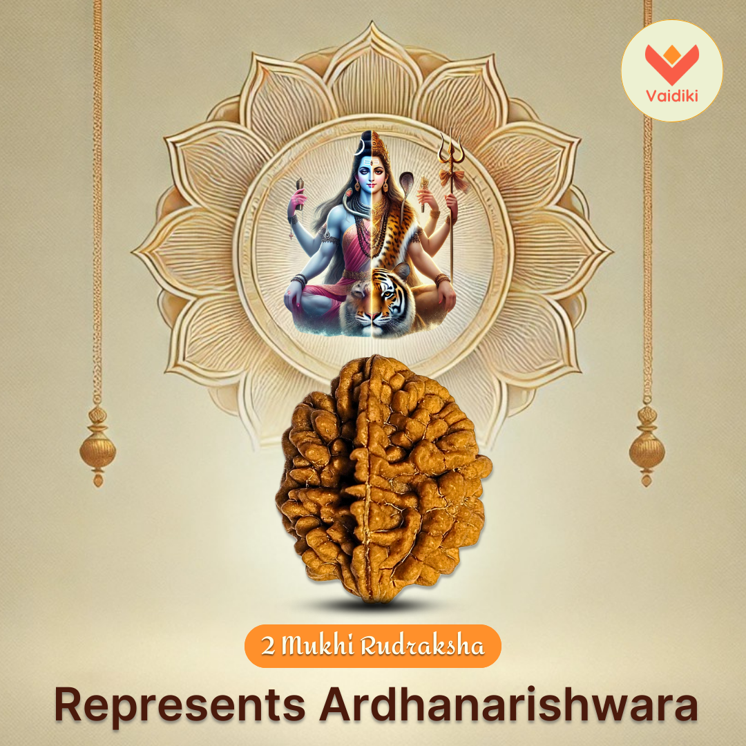 2 Mukhi Himalayan Rudraksha (Big Size)- Emotional & Relationship Harmony