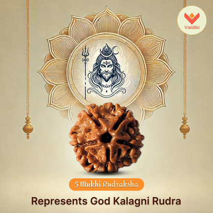 Natural 5 Mukhi Rudraksha Bead – For Protection, Balance, And Growth