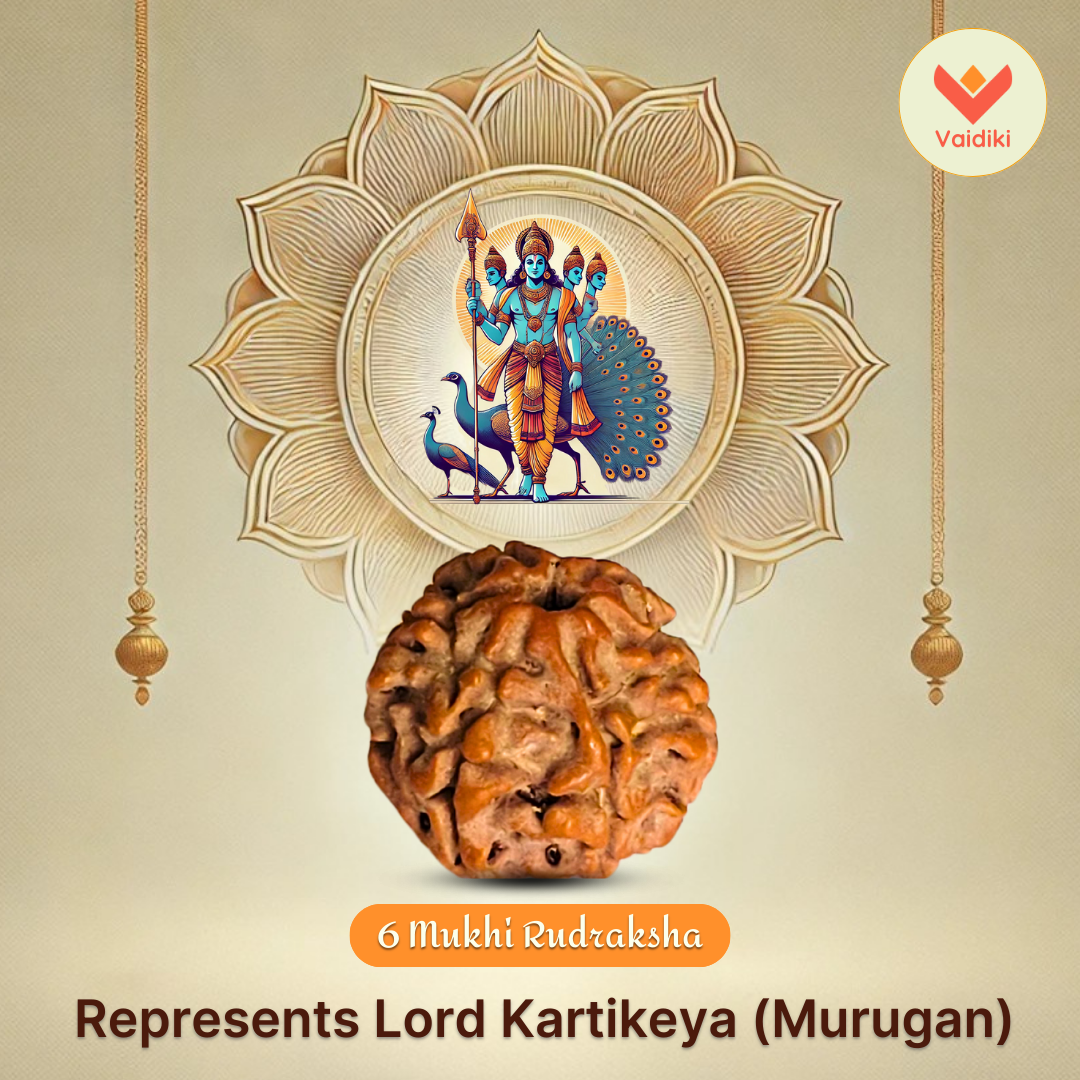 Natural 6 Mukhi Rudraksha Bead – For Strength, Willpower, Physical Health