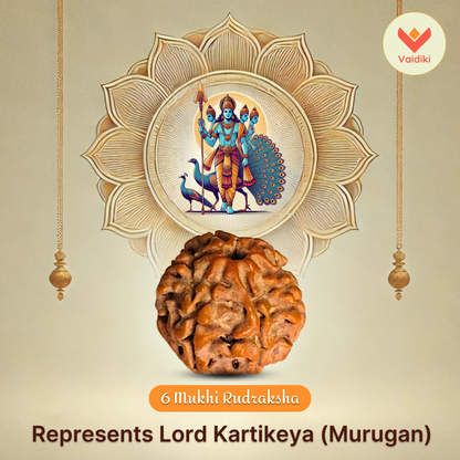 Natural 6 Mukhi Rudraksha Bead – For Strength, Willpower, Physical Health