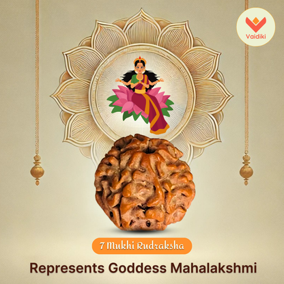 7 Mukhi Rudraksha Bead (Nepal Origin) - Reduces Negative Effects Of Shani