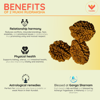 2 Mukhi Himalayan Rudraksha (Big Size)- Emotional & Relationship Harmony