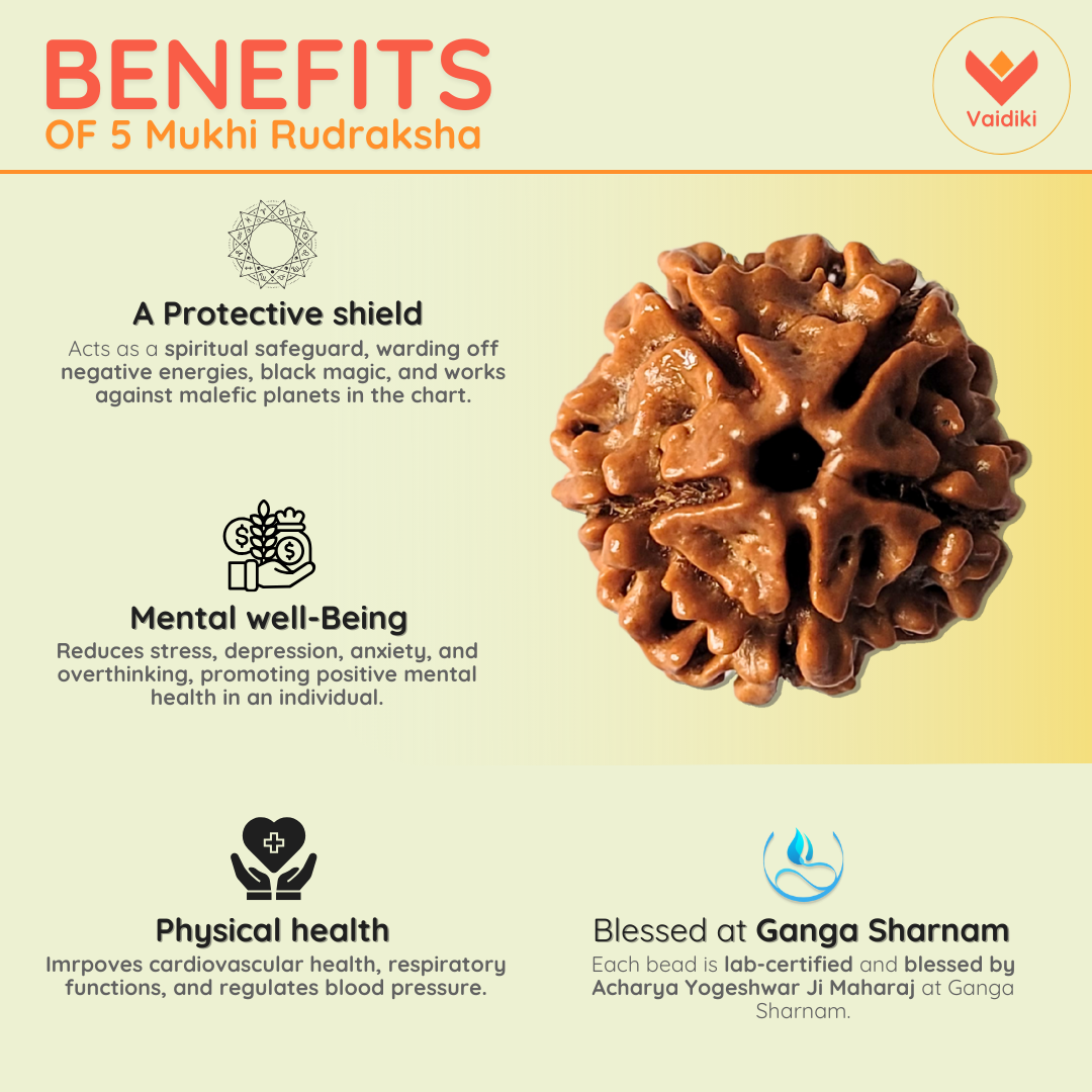 Natural 5 Mukhi Rudraksha Bead – For Protection, Balance, And Growth