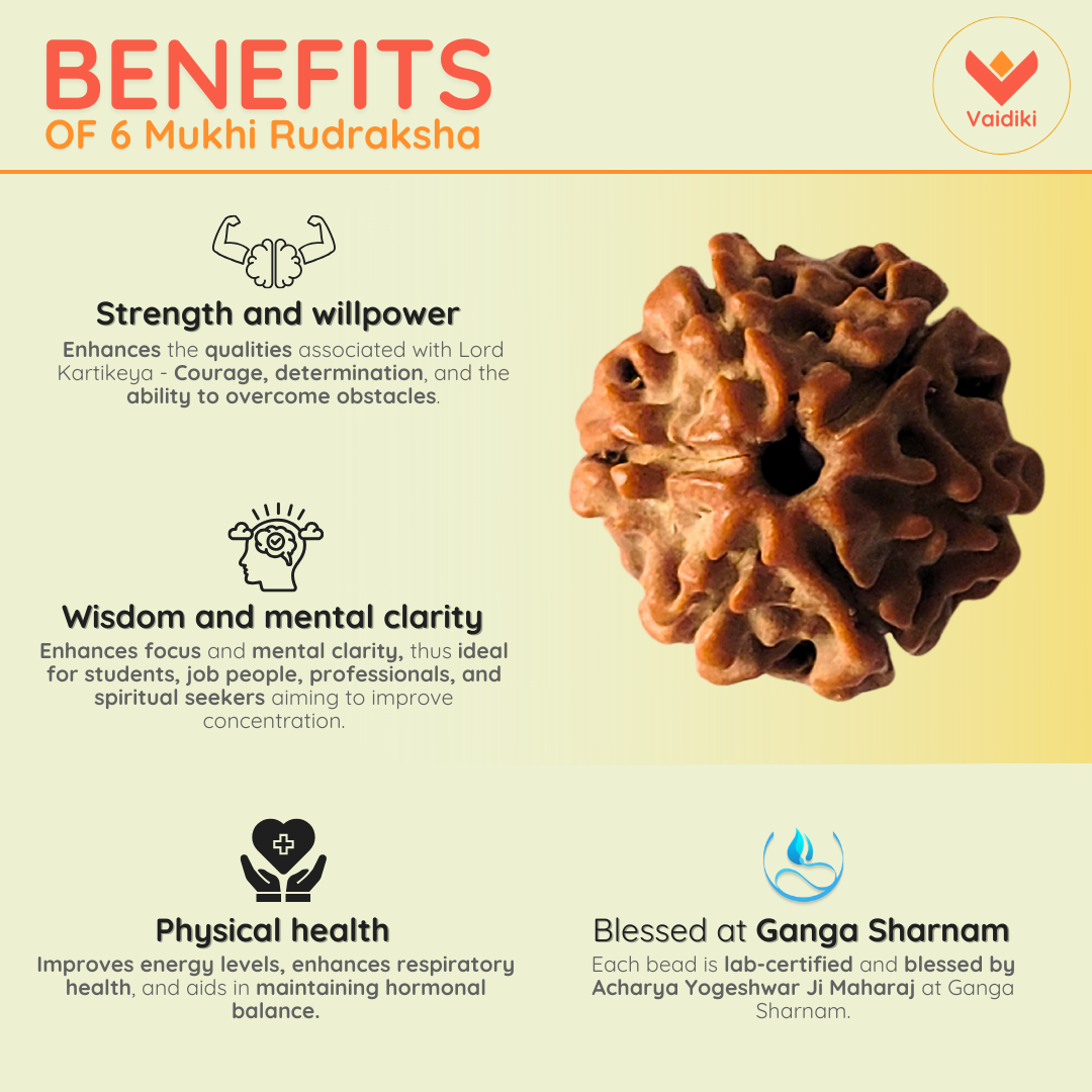 Natural 6 Mukhi Rudraksha Bead – For Strength, Willpower, Physical Health