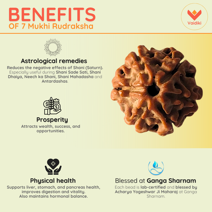 7 Mukhi Rudraksha Bead (Nepal Origin) - Reduces Negative Effects Of Shani