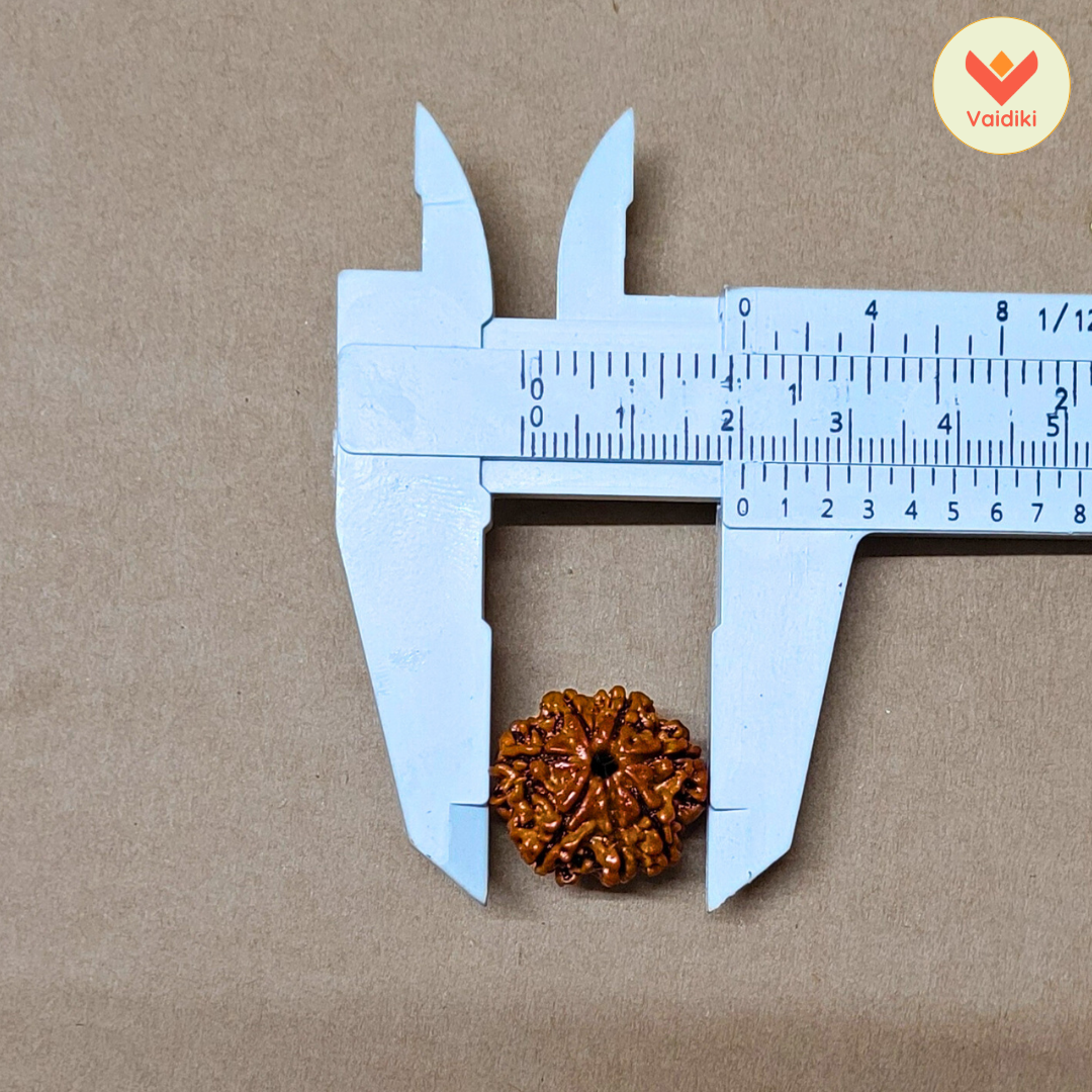 7 Mukhi Rudraksha Bead (Nepal Origin) - Reduces Negative Effects Of Shani